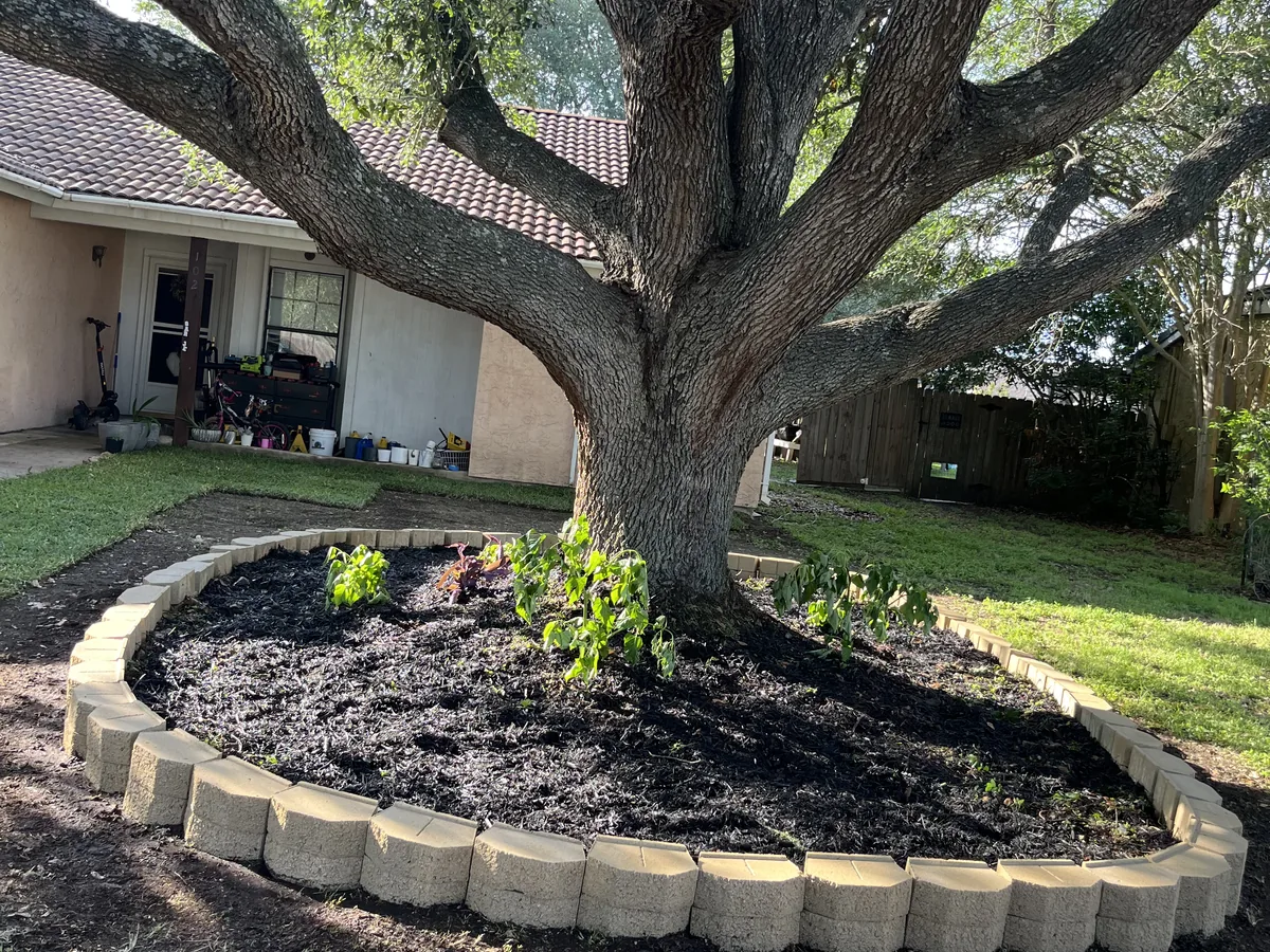 Black mulch bed with stone edging installed around a large oak tree