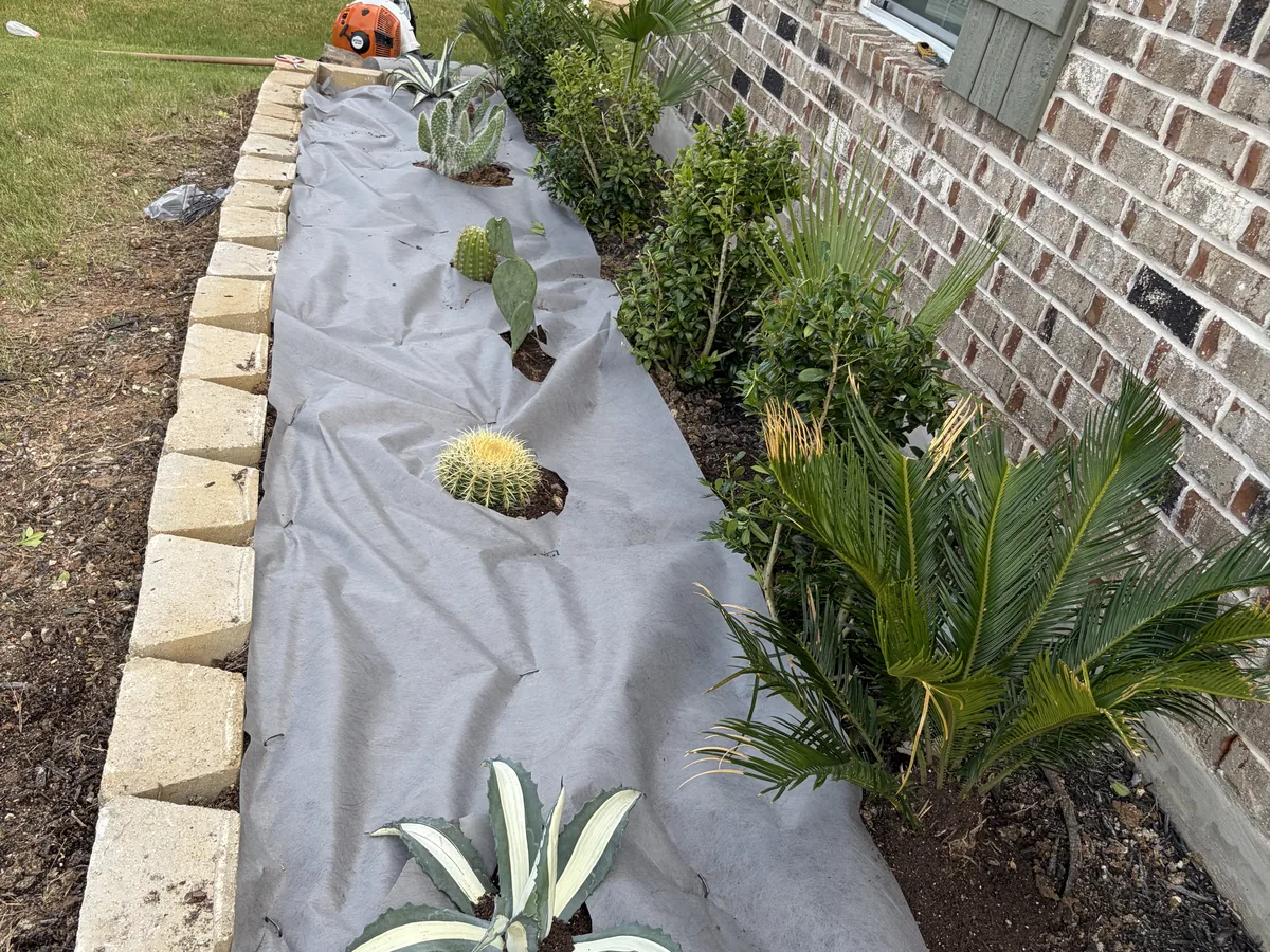New planting bed with landscape fabric, cacti and a sago palm along a brick wall